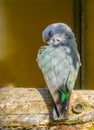 Funny red bellied parrot hiding behind its wing giving a sinister or elegant look