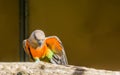 Funny red bellied parrot showing off his smooth dancing moves