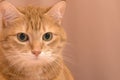 Funny red cat in cozy home atmosphere. tabby ginger cat. Looking ginger cat, sitting onthe chair. Pleased orange cat sitting on