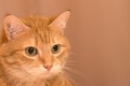 Funny red cat in cozy home atmosphere. tabby ginger cat. Looking ginger cat, sitting onthe chair. Pleased orange cat sitting on