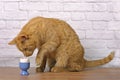 Funny red cat looking curioius to a boiled egg in a blue eggcup on the table. Royalty Free Stock Photo