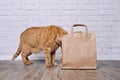 Funny red cat looking curios inside a paper bag.