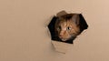 Funny red cat looking curious out of a hole in a cardboard box. Royalty Free Stock Photo