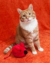 Red cat with plush toy mouse Royalty Free Stock Photo