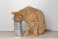 Funny red cat stealing food out from stacked cans of wet cat food. Royalty Free Stock Photo