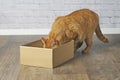 Funny red cat stuck his head curious inside a cardboard box.