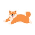 Funny red cheerful japanese akita dog lying on floor