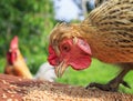 funny red chicken pecks Golden grains of wheat in the summer clear garden Royalty Free Stock Photo