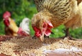 Funny red chicken pecks Golden wheat grains in summer garden on Royalty Free Stock Photo