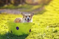 red Corgi dog puppy with big wet ears standing in a basin of soapy water on the grass in a Sunny summer garden and washing Royalty Free Stock Photo