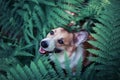 red corgi dog puppy walks in the park and hid in the thick leaves of a fern and peeks smiling