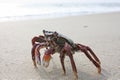 Funny red crab on the beach in Varkala, Kerala