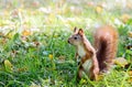 Funny red cute squirrel standing in green grass in park Royalty Free Stock Photo