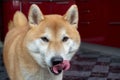 Funny red dog, licking his lips. Muzzle close-up, tongue sticking out. Shiba Inu