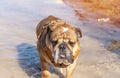 Funny Red English British Bulldog is out for a walk running in a puddle on spring day Royalty Free Stock Photo