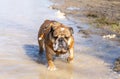 Funny Red English British Bulldog is out for a walk running in a puddle on spring day Royalty Free Stock Photo