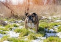 Funny Red English British Bulldog in out for a walk running on the snow grass on a spring day Royalty Free Stock Photo