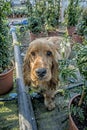 Funny Red English Cocker Spaniel Dog In Green Grass. Royalty Free Stock Photo