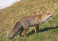 Funny red fox