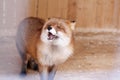 Funny red fox in a zoo cage Royalty Free Stock Photo