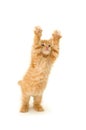 Funny red kitten Royalty Free Stock Photo