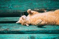 Funny Red Kitten Cat Sleeping On Bench In Park, Hot Summer Day. Royalty Free Stock Photo