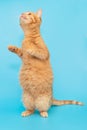 Funny red kitten stands on its hind legs Royalty Free Stock Photo