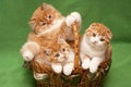 Funny red kittens in a basket Royalty Free Stock Photo