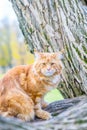 Funny Red Maine Coon Cat sitting on the Tree in Autumn Forest like Cheshire Cat