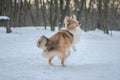 Funny red merle Sheltie with blue eyes doing dog tricks Royalty Free Stock Photo