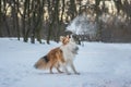 Funny red merle Sheltie with blue eyes playing with the snow Royalty Free Stock Photo