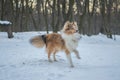 Funny red merle Sheltie with blue eyes playing with the snow Royalty Free Stock Photo