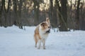 Funny red merle Sheltie with blue eyes playing with the snow Royalty Free Stock Photo