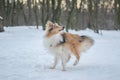 Funny red merle Sheltie running from his tail Royalty Free Stock Photo