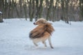 Funny red merle Sheltie running from his tail Royalty Free Stock Photo