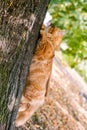 Funny Red Persian cat climbing and sitting on the tree Royalty Free Stock Photo