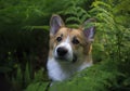 Funny red puppy dog corgi looks out of the thickets of fern leaves