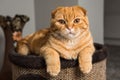 Scottish Fold red cat in cat house Royalty Free Stock Photo