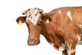 Funny red spotted cow portrait close up. Farm animal cow with horns isolated on white background Royalty Free Stock Photo