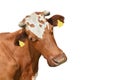 Funny red spotted cow portrait closeup. Farm animal cow with horns isolated on white background Royalty Free Stock Photo