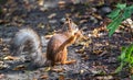 Fluffy squirrel in the sun gnaws a nut Royalty Free Stock Photo