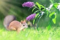 Funny red squirrel and lilac flowers