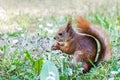 Funny red squirrel sitting in green grass and holding nut Royalty Free Stock Photo