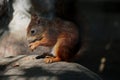 Funny red squirrel sitting on grey stone with nuts Royalty Free Stock Photo