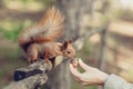 Funny red squirrel takes walnut from hand in park