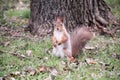 Funny red squirrell standing in the forest like Master of the Universe. Comic Royalty Free Stock Photo