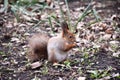 Funny red squirrell standing in the forest like Master of the Universe. Comic Royalty Free Stock Photo