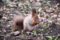 Funny red squirrell standing in the forest like Master of the Universe. Comic Royalty Free Stock Photo