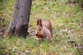 Funny red squirrell standing in the forest like Master of the Universe. Comic Royalty Free Stock Photo