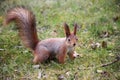 Funny red squirrell standing in the forest like Master of the Universe. Comic Royalty Free Stock Photo